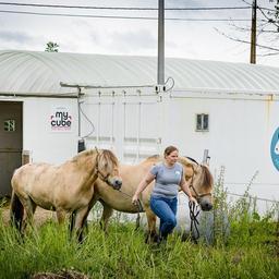 Dan Haar Of Dan Zij Gluren bij de buren. Joliens fjordenpaarden komen niets tekort: “Eerst